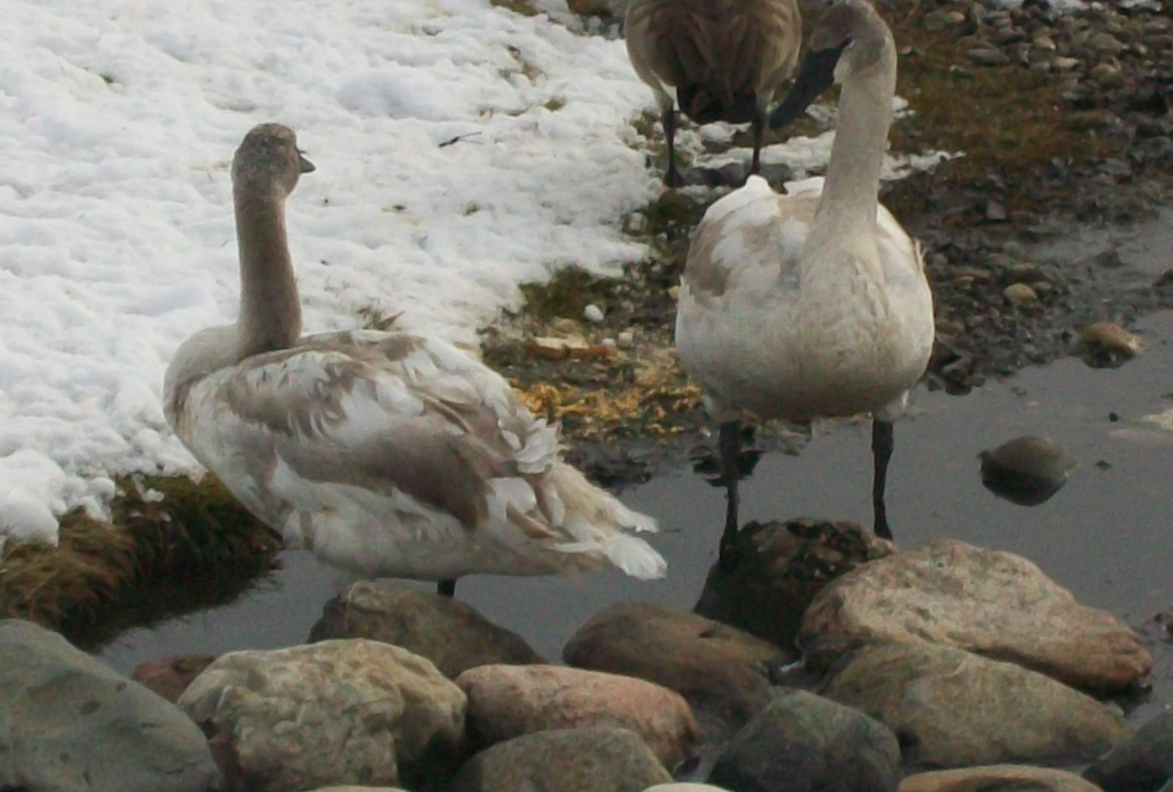 Swans