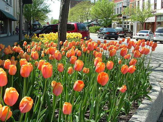 Holland Michigan Tulip Fesitval