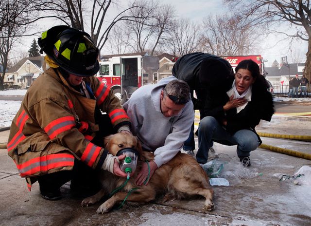Firefighters save dog