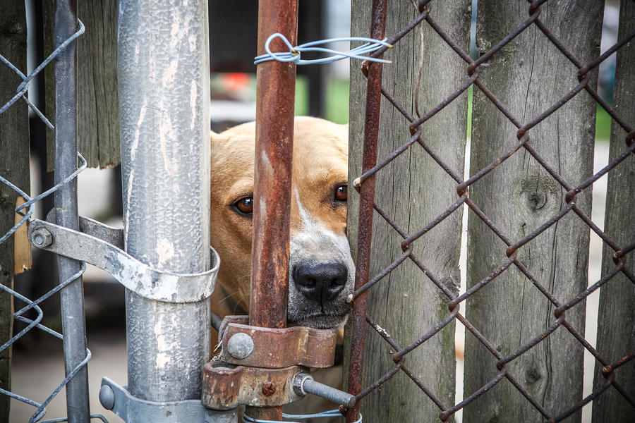 Neglected dog behind fence