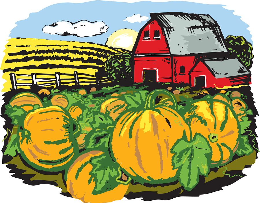 bigstock Pumpkin Farm